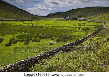 Stock Photo - "Sheep pasture with a natural stone wall, Moffat-Tal, Scottish Borders, Scotland, United Kingdom, Europe". Fotosearch