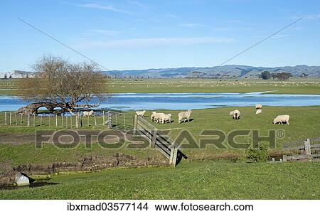 Picture - "Sheep pen in Gisborne, North Island, New Zealand, Oceania". Fotosearch