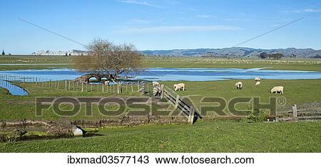 "Sheep pen in Gisborne, North Island, New Zealand, Oceania" View Large Photo Image Stock Image - "Sheep pen in Gisborne, North Island, New Zealand, Oceania". Fotosearch