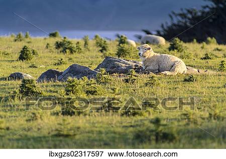 Stock Photo - "Sheep resting on grassland, Hoopers Inlet, Otago Peninsula, South Island, New Zealand, Oceania". Fotosearch