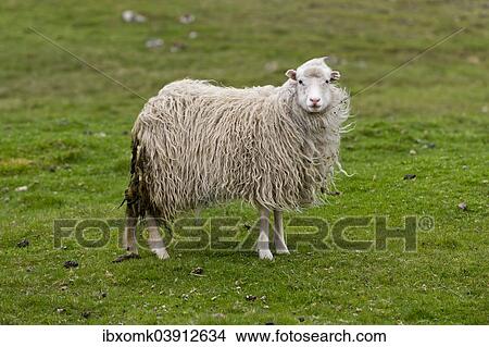 "Sheep, Sandoy, Faroe Islands, Denmark, Europe" View Large Photo Image Picture - "Sheep, Sandoy, Faroe Islands, Denmark, Europe". Fotosearch