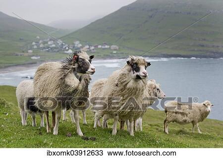 Stock Image - "Sheep, Sandoy, Faroe Islands, Denmark, Europe". Fotosearch