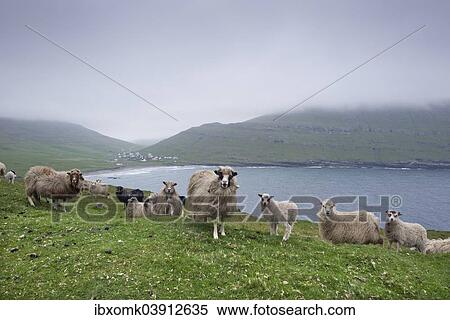 "Sheep, Sandoy, Faroe Islands, Denmark, Europe" View Large Photo Image Stock Photography - "Sheep, Sandoy, Faroe Islands, Denmark, Europe". Fotosearch