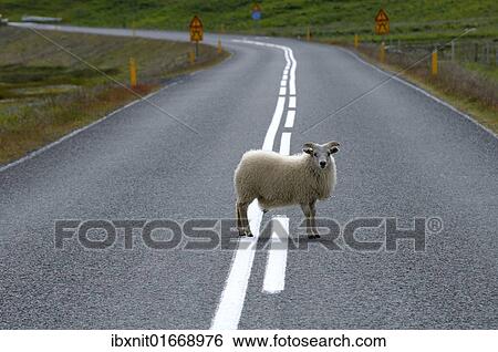 "Sheep standing in the middle of a road, Iceland, Europe" View Large Photo Image Stock Photograph - "Sheep standing in the middle of a road, Iceland, Europe". Fotosearch
