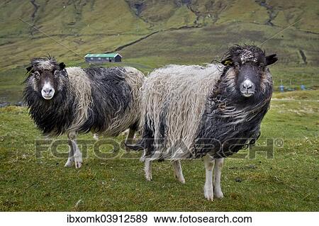 "Sheep, Streymoy, Faroe Islands, Denmark, Europe" View Large Photo Image Stock Photo - "Sheep, Streymoy, Faroe Islands, Denmark, Europe". Fotosearch