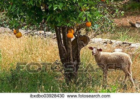 "Sheep under an orange tree, Soller, Majorca, Balearic Islands, Spain, Europe" View Large Photo Image Stock Image - "Sheep under an orange tree, Soller, Majorca, Balearic Islands, Spain, Europe". Fotosearch