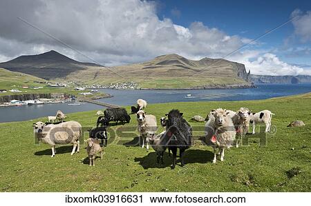"Sheep, Vagar, Faroe Islands, Denmark, Europe" View Large Photo Image Stock Image - "Sheep, Vagar, Faroe Islands, Denmark, Europe". Fotosearch