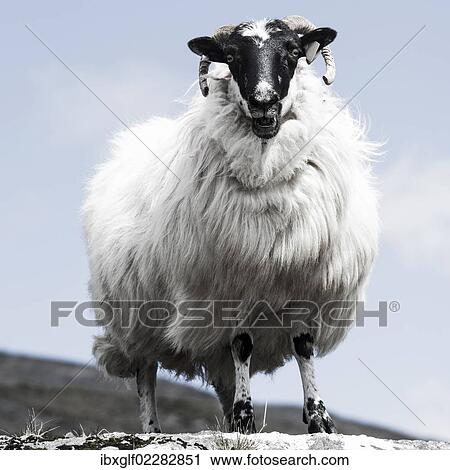 "Sheep with a black head and horns, Ring of Beara, County Cork, Ireland, Europe" View Large Photo Image Stock Image - "Sheep with a black head and horns, Ring of Beara, County Cork, Ireland, Europe". Fotosearch