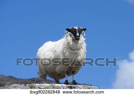 "Sheep with a black head and horns, Ring of Beara, County Cork, Ireland, Europe" View Large Photo Image Stock Photo - "Sheep with a black head and horns, Ring of Beara, County Cork, Ireland, Europe". Fotosearch