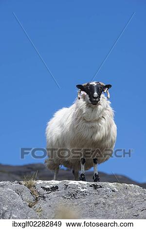 "Sheep with a black head and horns, Ring of Beara, County Cork, Ireland, Europe" View Large Photo Image Stock Photo - "Sheep with a black head and horns, Ring of Beara, County Cork, Ireland, Europe". Fotosearch