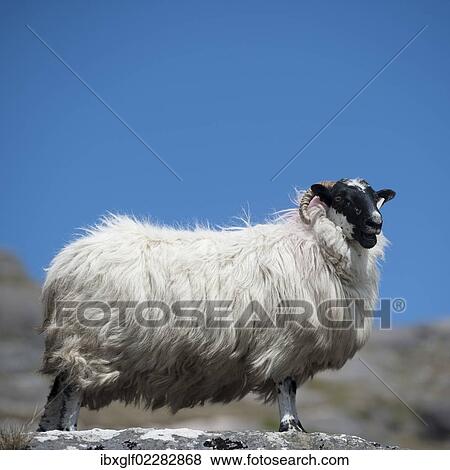"Sheep with a black head and horns, Ring of Beara, County Cork, Ireland, Europe" View Large Photo Image Stock Photo - "Sheep with a black head and horns, Ring of Beara, County Cork, Ireland, Europe". Fotosearch