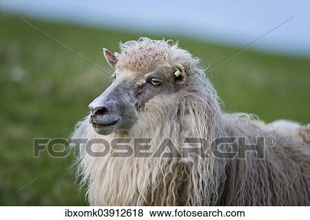 "Sheep with an ear tag, Faroe Islands, Denmark, Europe" View Large Photo Image Stock Photo - "Sheep with an ear tag, Faroe Islands, Denmark, Europe". Fotosearch