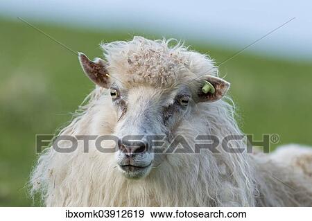 Stock Photo - "Sheep with an ear tag, Faroe Islands, Denmark, Europe". Fotosearch