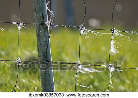 "Sheep wool on fence, Mykines, Faroe Islands, Denmark, Europe" View Large Photo Image Stock Image - "Sheep wool on fence, Mykines, Faroe Islands, Denmark, Europe". Fotosearch