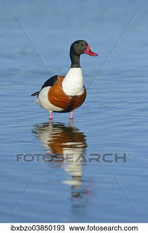 "Shelduck (Tadorna Tadorna), alert male, drake, Wagejot nature reserve, Texel, West Frisian Islands, Province of North Holland, Netherlands" View Large Photo Image Stock Image - "Shelduck (Tadorna Tadorna), alert male, drake, Wagejot nature reserve, Texel, West Frisian Islands, Province of North Holland, Netherlands". Fotosearch