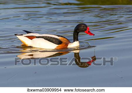 "Shelduck (Tadorna tadorna), Texel, West Frisian Islands, North Holland, Holland, The Netherlands, Europe" View Large Photo Image Picture - "Shelduck (Tadorna tadorna), Texel, West Frisian Islands, North Holland, Holland, The Netherlands, Europe". Fotosearch
