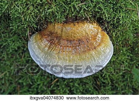 Stock Image - "Shelf mushroom or Bracket fungus (Ganoderma sp. ), Inedible, Switzerland, Europe". Fotosearch