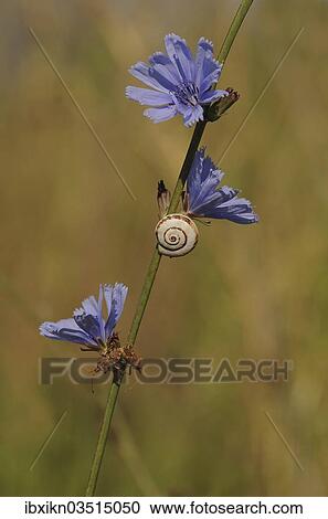 "Shell of a Helicid Snail (Helicidae) attached to a Wild Cornflower or Bachelor's Button (Centaurea cyanus), Crete, Greece, Europe" View Large Photo Image Stock Image - "Shell of a Helicid Snail (Helicidae) attached to a Wild Cornflower or Bachelor's Button (Centaurea cyanus), Crete, Greece, Europe". Fotosearch