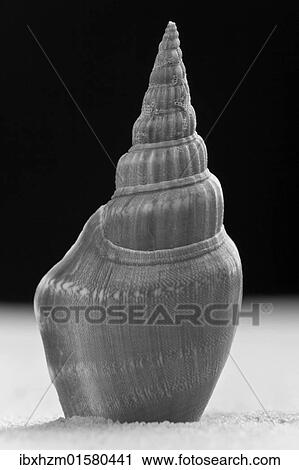 Shell of a sea snail View Large Photo Image Stock Image - Shell of a sea snail. Fotosearch