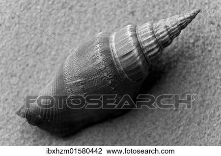 Stock Image - Shell of a sea snail. Fotosearch