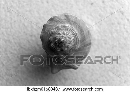Stock Photo - Shell of a sea snail. Fotosearch