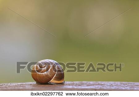 Shell of a Snail (Helicidae) View Large Photo Image Stock Image - Shell of a Snail (Helicidae). Fotosearch
