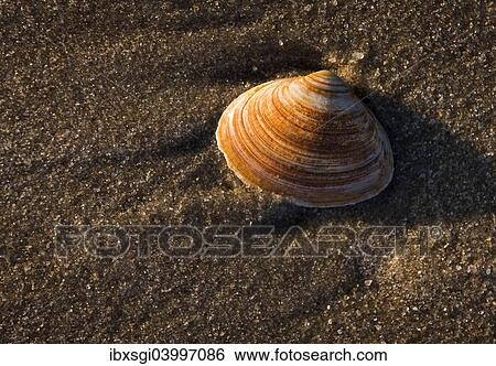 Stock Photograph - "Shell on the beach, Westerland, Sylt, Schleswig-Holstein, Germany, Europe". Fotosearch