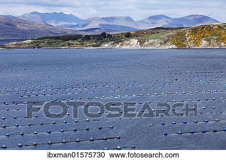 Stock Image - "Shellfish farming in Kilmakilloge Harbour, Beara Peninsula, County Kerry, Ireland, British Isles, Europe". Fotosearch