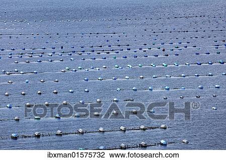 "Shellfish farming in Kilmakilloge Harbour, Beara Peninsula, County Kerry, Ireland, British Isles, Europe" View Large Photo Image Stock Image - "Shellfish farming in Kilmakilloge Harbour, Beara Peninsula, County Kerry, Ireland, British Isles, Europe". Fotosearch