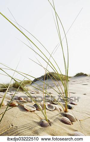 "Shells and grass in the dunes, Conil de la Frontera, Andalusia, Spain, Europe" View Large Photo Image Stock Image - "Shells and grass in the dunes, Conil de la Frontera, Andalusia, Spain, Europe". Fotosearch