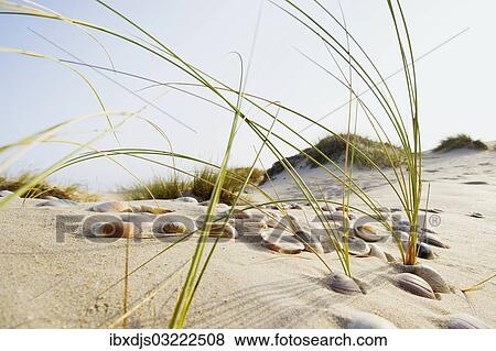 "Shells and grass in the dunes, Conil de la Frontera, Andalusia, Spain, Europe" View Large Photo Image Stock Photo - "Shells and grass in the dunes, Conil de la Frontera, Andalusia, Spain, Europe". Fotosearch