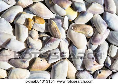 Shells View Large Photo Image Picture - Shells. Fotosearch