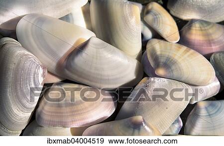 Shells View Large Photo Image Stock Photo - Shells. Fotosearch