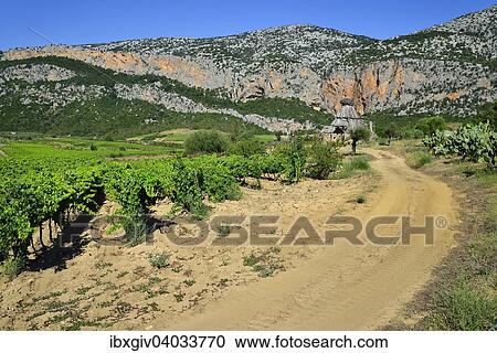 "Shepherd's cottage in a vineyard, Gennargentu National Park, Supramonte, Province of Nuoro, Sardinia, Italy, Europe" View Large Photo Image Stock Image - "Shepherd's cottage in a vineyard, Gennargentu National Park, Supramonte, Province of Nuoro, Sardinia, Italy, Europe". Fotosearch