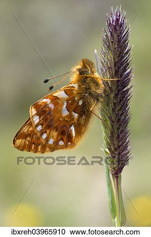 Stock Image - "Shepherd's Fritillary (Boloria pales), Pitztal or Pitz Valley, Tyrol, Austria, Europe". Fotosearch