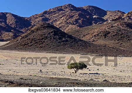 "Shepherd's tree (Boscia albitrunca) in a dry valley, Richtersveld Cultural and Botanical Landscape, ǀAi-ǀAis Richtersveld Transfrontier Park, Northern Cape, South Africa, Africa" View Large Photo Image Picture - "Shepherd's tree (Boscia albitrunca) in a dry valley, Richtersveld Cultural and Botanical Landscape, ǀAi-ǀAis Richtersveld Transfrontier Park, Northern Cape, South Africa, Africa". Fotosearch
