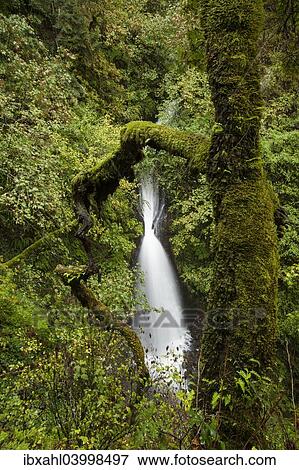 "Shepperd's Dell Falls, waterfall in the Columbia River Gorge, Portland, Oregon, United States, North America" View Large Photo Image Stock Photo - "Shepperd's Dell Falls, waterfall in the Columbia River Gorge, Portland, Oregon, United States, North America". Fotosearch
