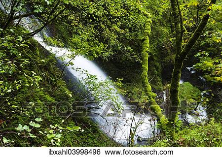 Stock Photograph - "Shepperd's Dell Falls, waterfall in the Columbia River Gorge, Portland, Oregon, United States, North America". Fotosearch