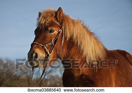 "Shetland pony, chestnut gelding, bitless bridle" View Large Photo Image Stock Image - "Shetland pony, chestnut gelding, bitless bridle". Fotosearch