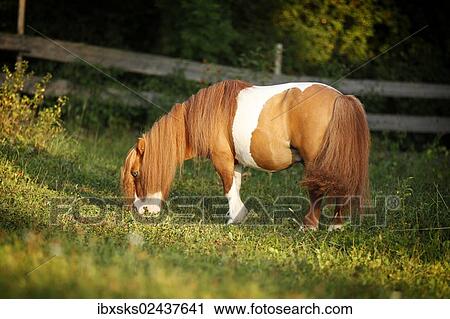 "Shetland Pony, skewbald horse, grazing" View Large Photo Image Stock Image - "Shetland Pony, skewbald horse, grazing". Fotosearch