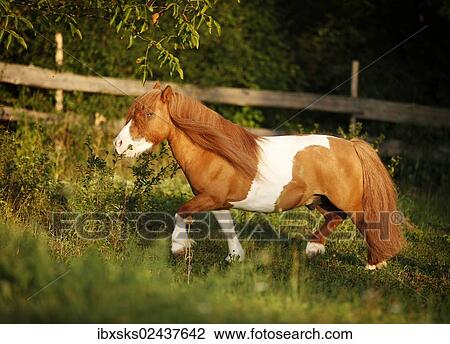 Stock Image - "Shetland Pony, skewbald horse, trotting across a meadow". Fotosearch
