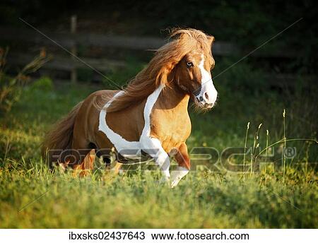 "Shetland Pony, skewbald horse, galloping across a meadow" View Large Photo Image Stock Image - "Shetland Pony, skewbald horse, galloping across a meadow". Fotosearch