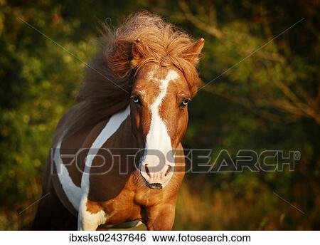 "Shetland Pony, skewbald horse, galloping across a meadow, with a flying mane" View Large Photo Image Stock Photograph - "Shetland Pony, skewbald horse, galloping across a meadow, with a flying mane". Fotosearch