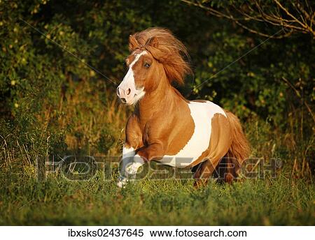 "Shetland Pony, skewbald horse, galloping across a meadow" View Large Photo Image Stock Photography - "Shetland Pony, skewbald horse, galloping across a meadow". Fotosearch
