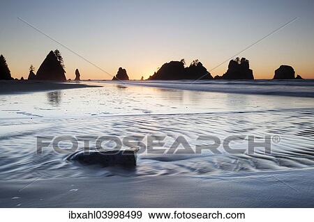 "Shi Shi Beach in Olympic National Park, Forks, Washington, United States, North America" View Large Photo Image Stock Photo - "Shi Shi Beach in Olympic National Park, Forks, Washington, United States, North America". Fotosearch