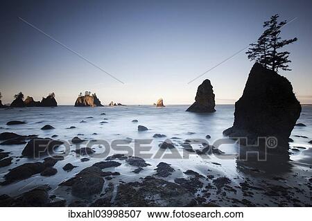 "Shi Shi Beach in Olympic National Park, Forks, Washington, United States, North America" View Large Photo Image Stock Photo - "Shi Shi Beach in Olympic National Park, Forks, Washington, United States, North America". Fotosearch