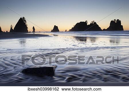 "Shi Shi Beach, Olympic National Park, Forks, Washington, United States, North America" View Large Photo Image Stock Image - "Shi Shi Beach, Olympic National Park, Forks, Washington, United States, North America". Fotosearch
