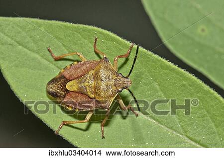 "Shield Bug (Carpocoris fuscispinus), Untergroningen, Abtsgmuend, Baden-Wurttemberg, Germany, Europe" View Large Photo Image Picture - "Shield Bug (Carpocoris fuscispinus), Untergroningen, Abtsgmuend, Baden-Wurttemberg, Germany, Europe". Fotosearch