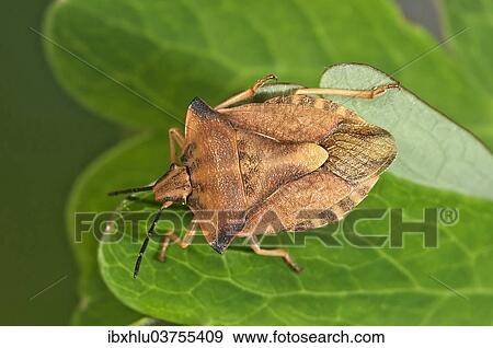 "Shield Bug (Carpocoris fuscispinus), Baden-Wurttemberg, Germany, Europe" View Large Photo Image Stock Photo - "Shield Bug (Carpocoris fuscispinus), Baden-Wurttemberg, Germany, Europe". Fotosearch