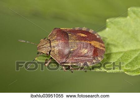 Stock Photography - "Shield Bug species (Eurygaster testudinaria), Baden-Wurttemberg, Germany, Europe". Fotosearch